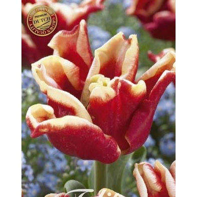 Tulpan Elegant Crown (premium) 7-pack